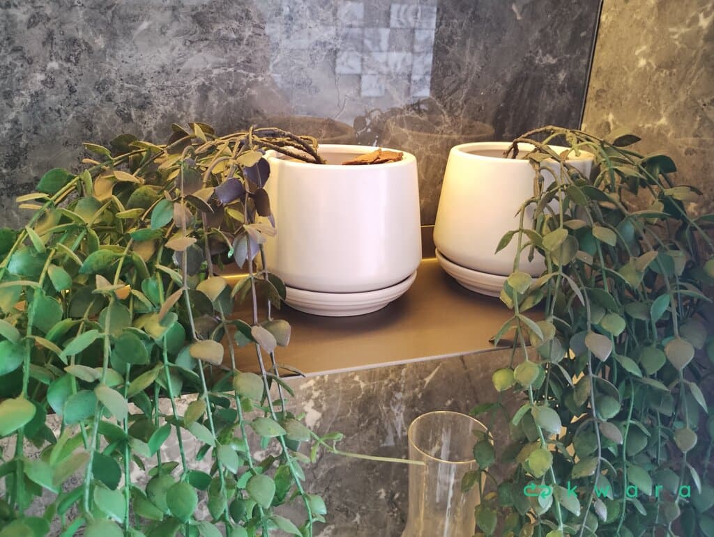 2 Vasos - foto 1